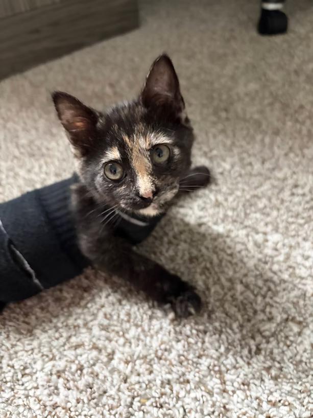 Nina, ADOPTABLE, Young Female Domestic Short Hair.
