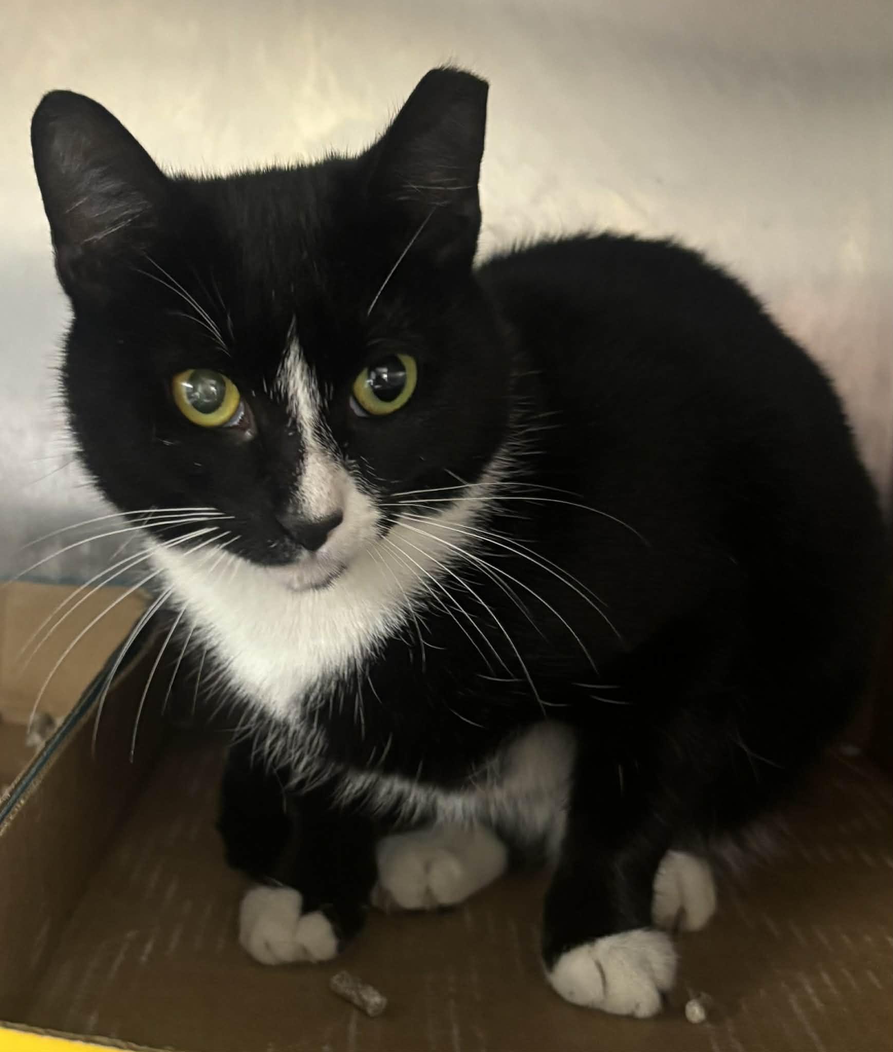 Enlarge Mittens, an adopted Domestic Short Hair in North Haven, CT image 1/1