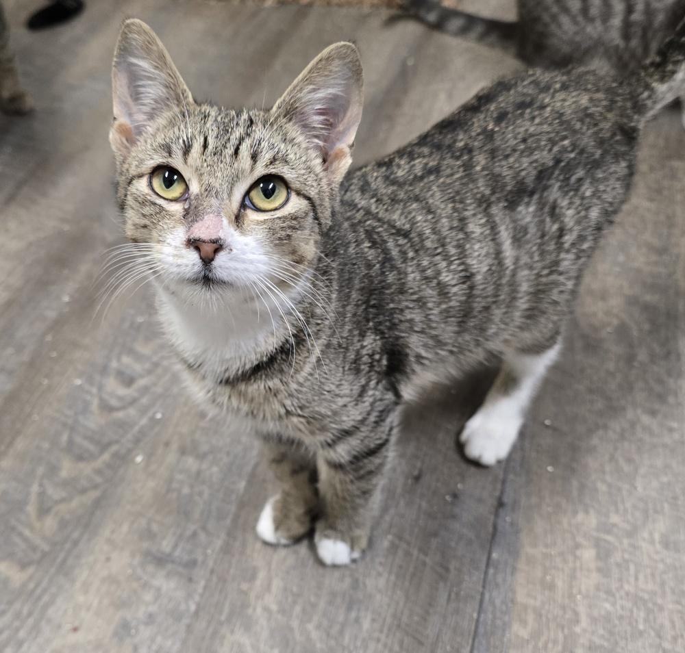 Enlarge Max, a Adoptable Domestic Short Hair in Pittstown, NJ image 2/3