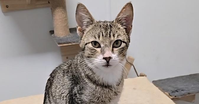 Enlarge Max, a Adoptable Domestic Short Hair in Pittstown, NJ image 3/3