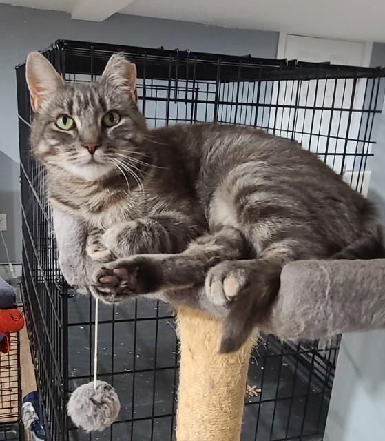 Blanche, a Adoptable mixed breed in Pawtucket, RI image 2/5