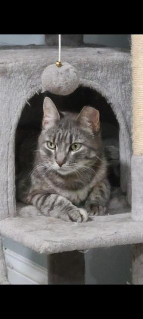 Blanche, a Adoptable mixed breed in Pawtucket, RI image 4/5