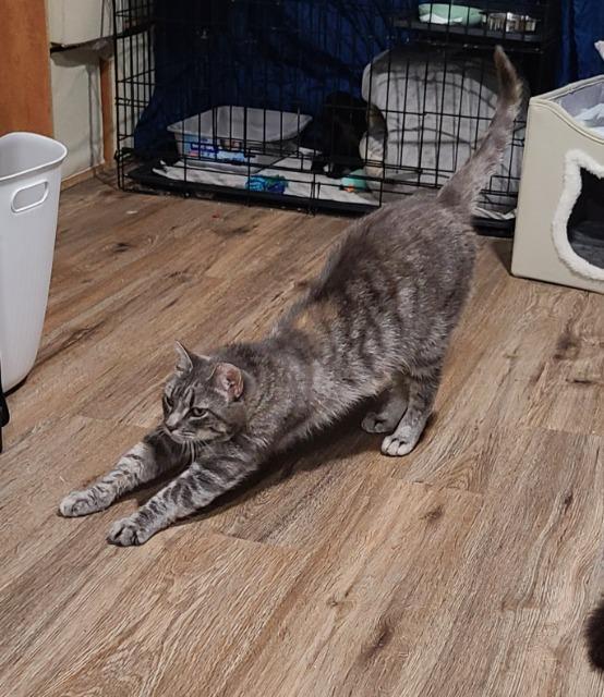 Blanche, a Adoptable mixed breed in Pawtucket, RI image 5/5