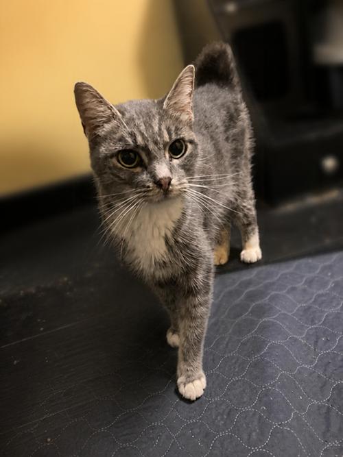 Athie, Adoptable, Adult Female Domestic Short Hair.