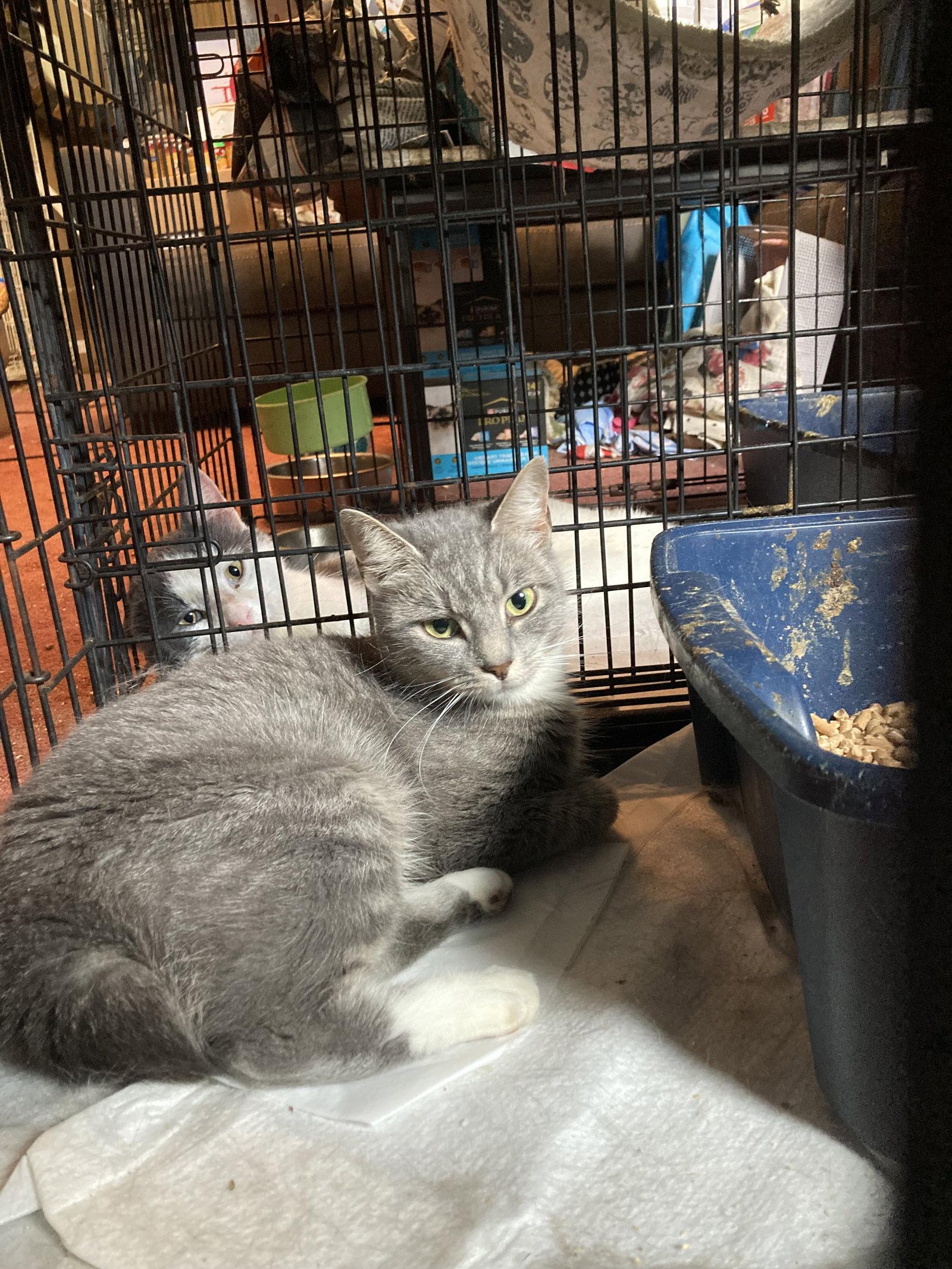 Athie, Adoptable, Adult Female Domestic Short Hair.
