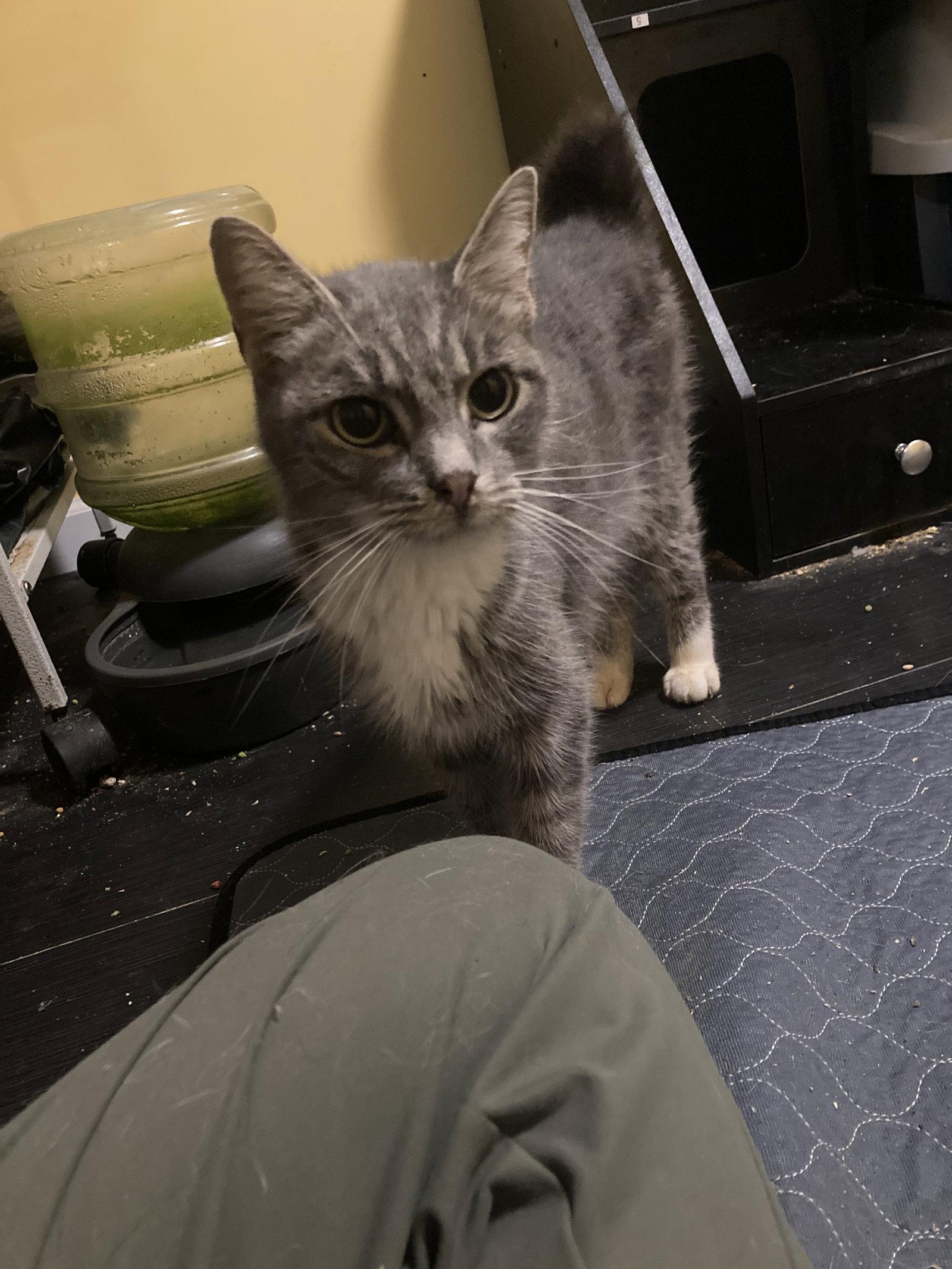 Enlarge Athie, a Adoptable Domestic Short Hair in Chatham, VA image 2/2