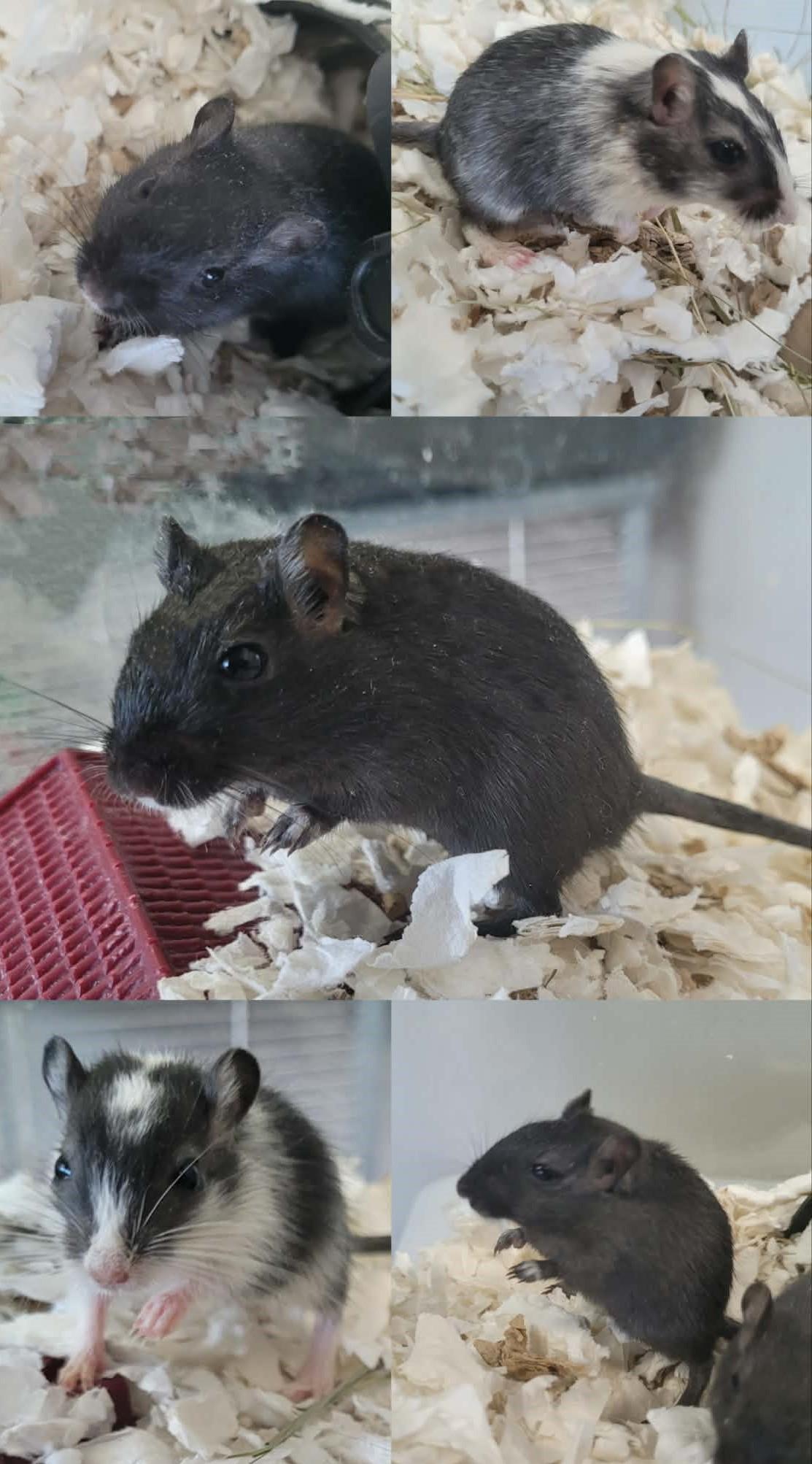 Gerbilles mâles, ADOPTABLE, Young Male Gerbil.