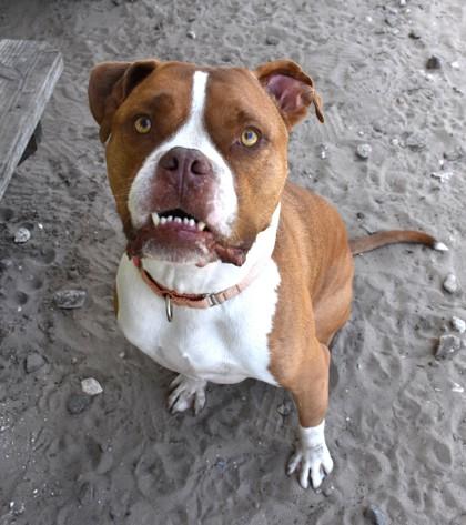 Gus Gus, a ADOPTABLE mixed breed in Inverness, FL image 2/2