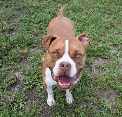 Gus Gus, ADOPTABLE, Adult Male Boxer & American Bully.