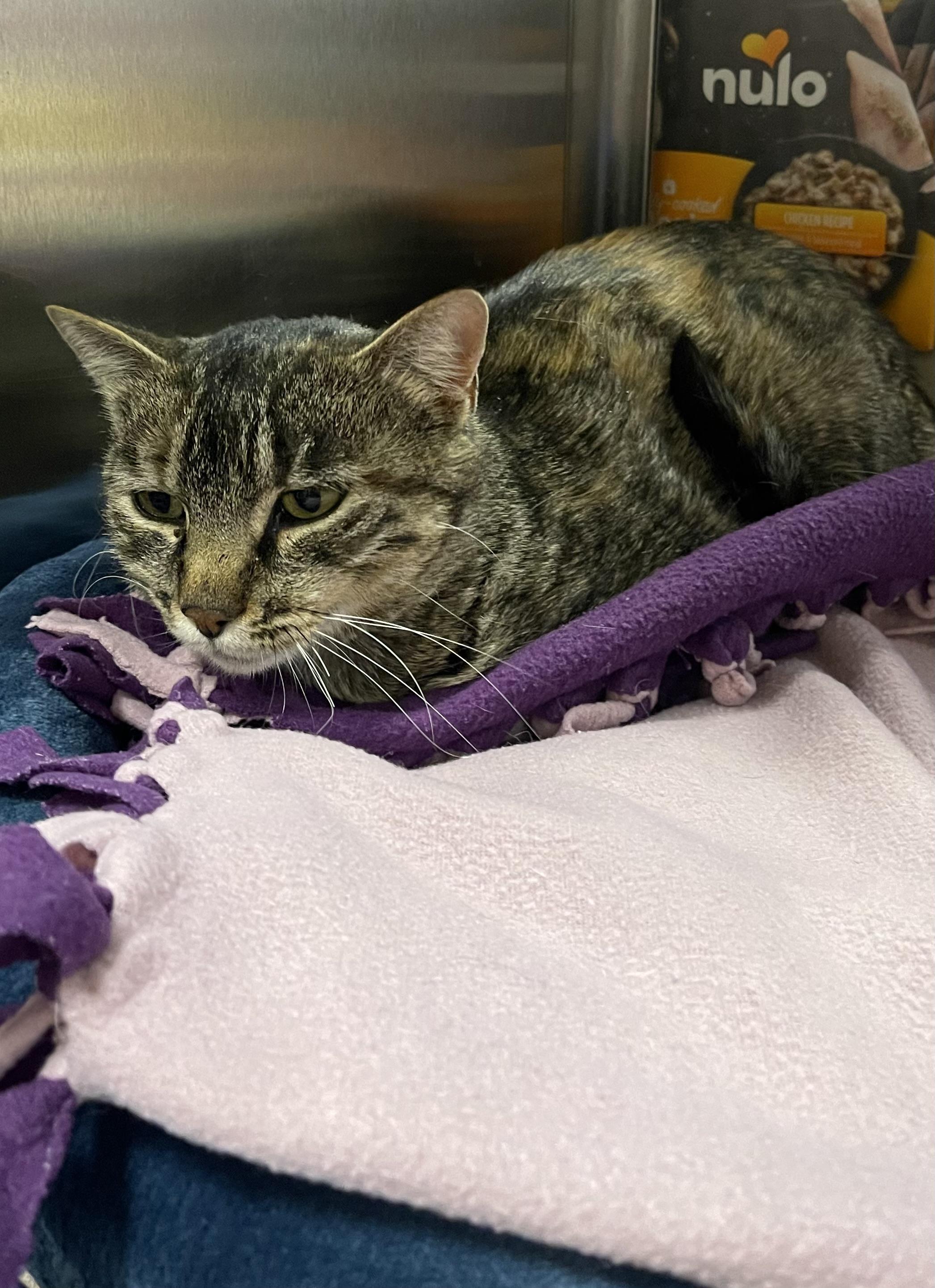 Enlarge Ivy, an adopted Domestic Short Hair in Highland, IN image 2/2