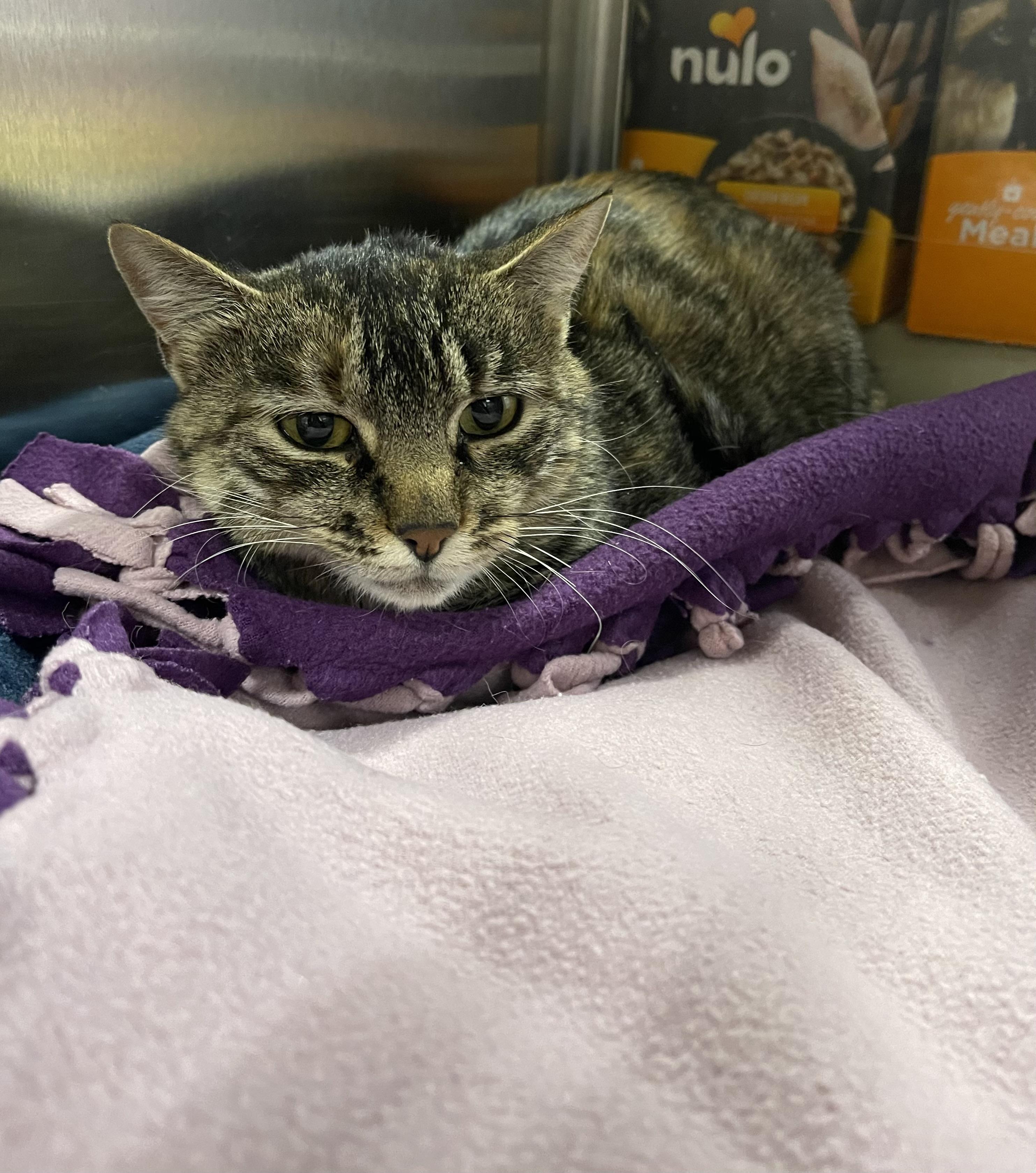 Ivy, adopted, Adult Female Domestic Short Hair.