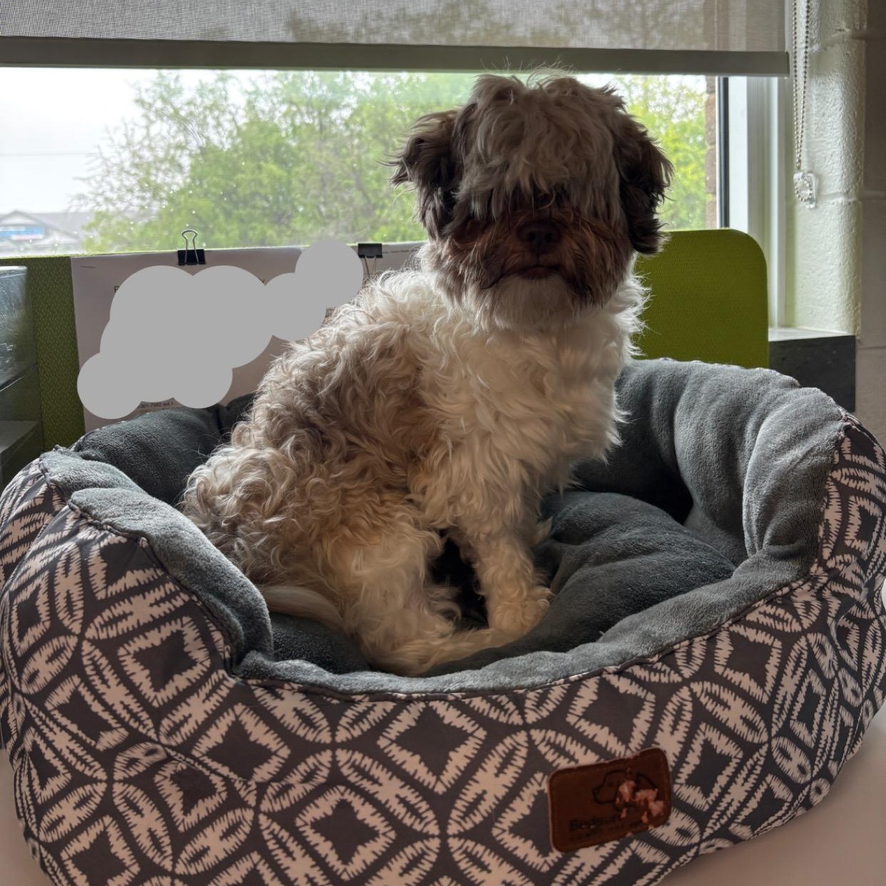 Enlarge Fozzie Bear (Foster-to-Adopt), an adoptable Shih Tzu in Mississauga, ON image 2/4
