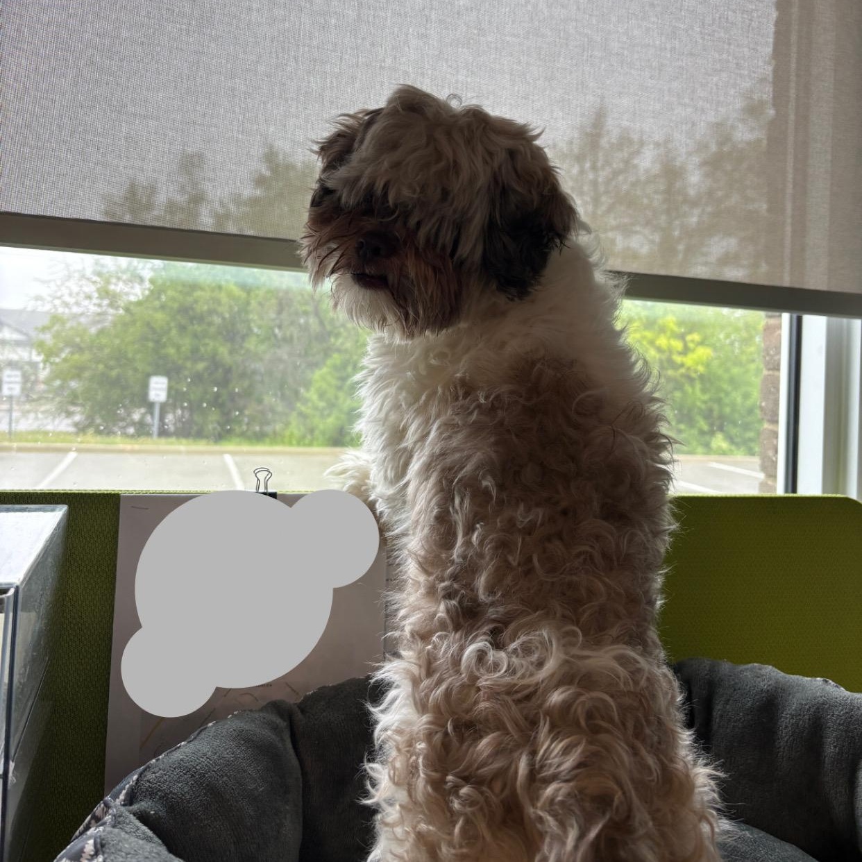 Enlarge Fozzie Bear (Foster-to-Adopt), an adoptable Shih Tzu in Mississauga, ON image 3/4