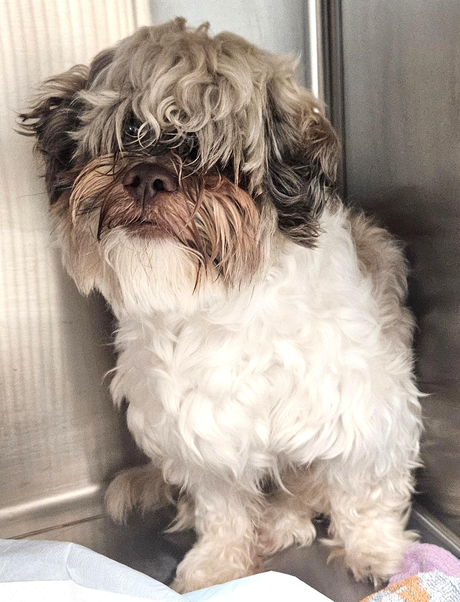 Enlarge Fozzie Bear (Foster-to-Adopt), an adoptable Shih Tzu in Mississauga, ON image 4/4