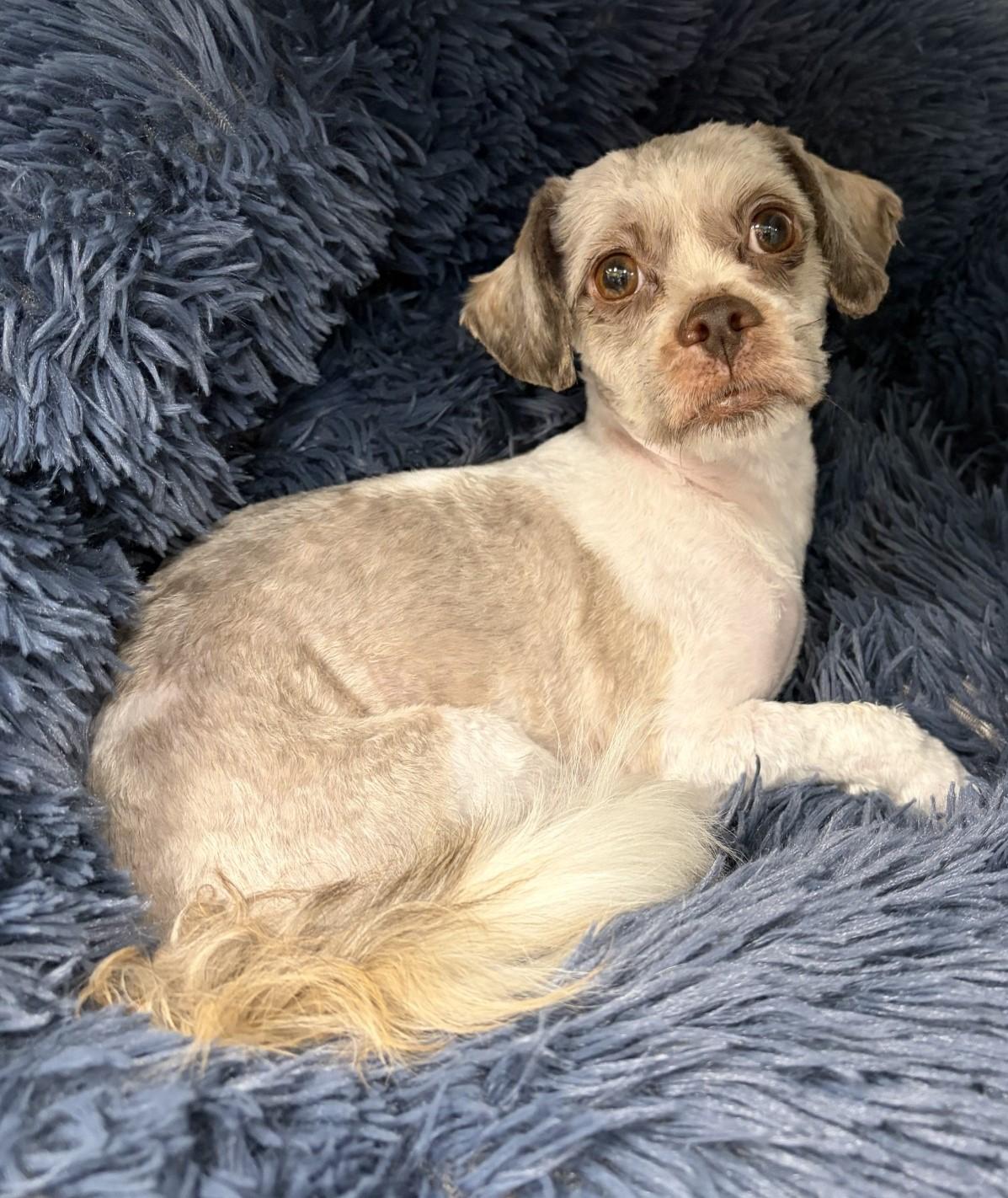 Enlarge Fozzie Bear (Foster-to-Adopt), an adoptable Shih Tzu in Mississauga, ON image 1/4