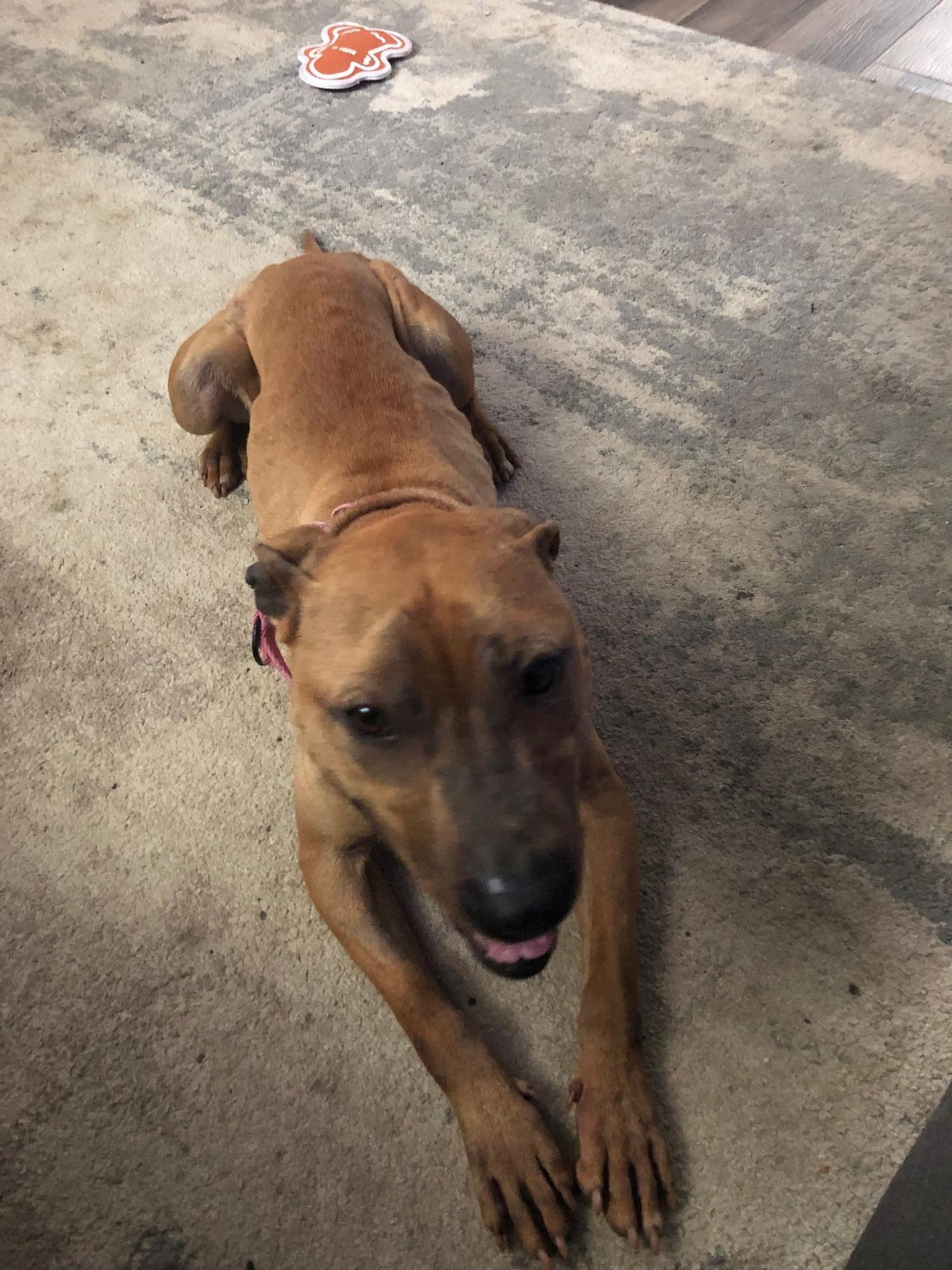 Sunbury   Penelope thumbnail 2