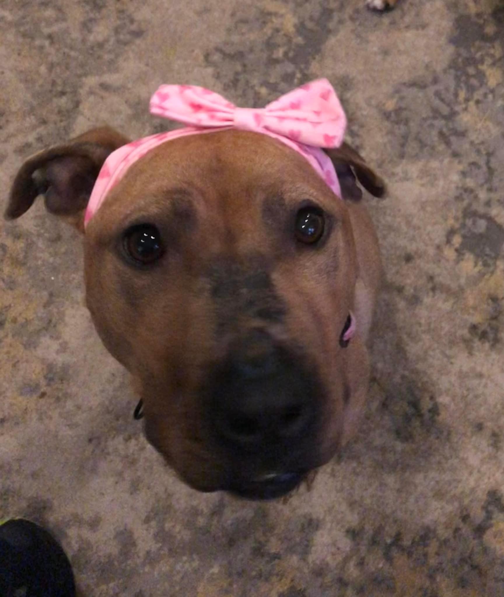 Sunbury   Penelope thumbnail 4