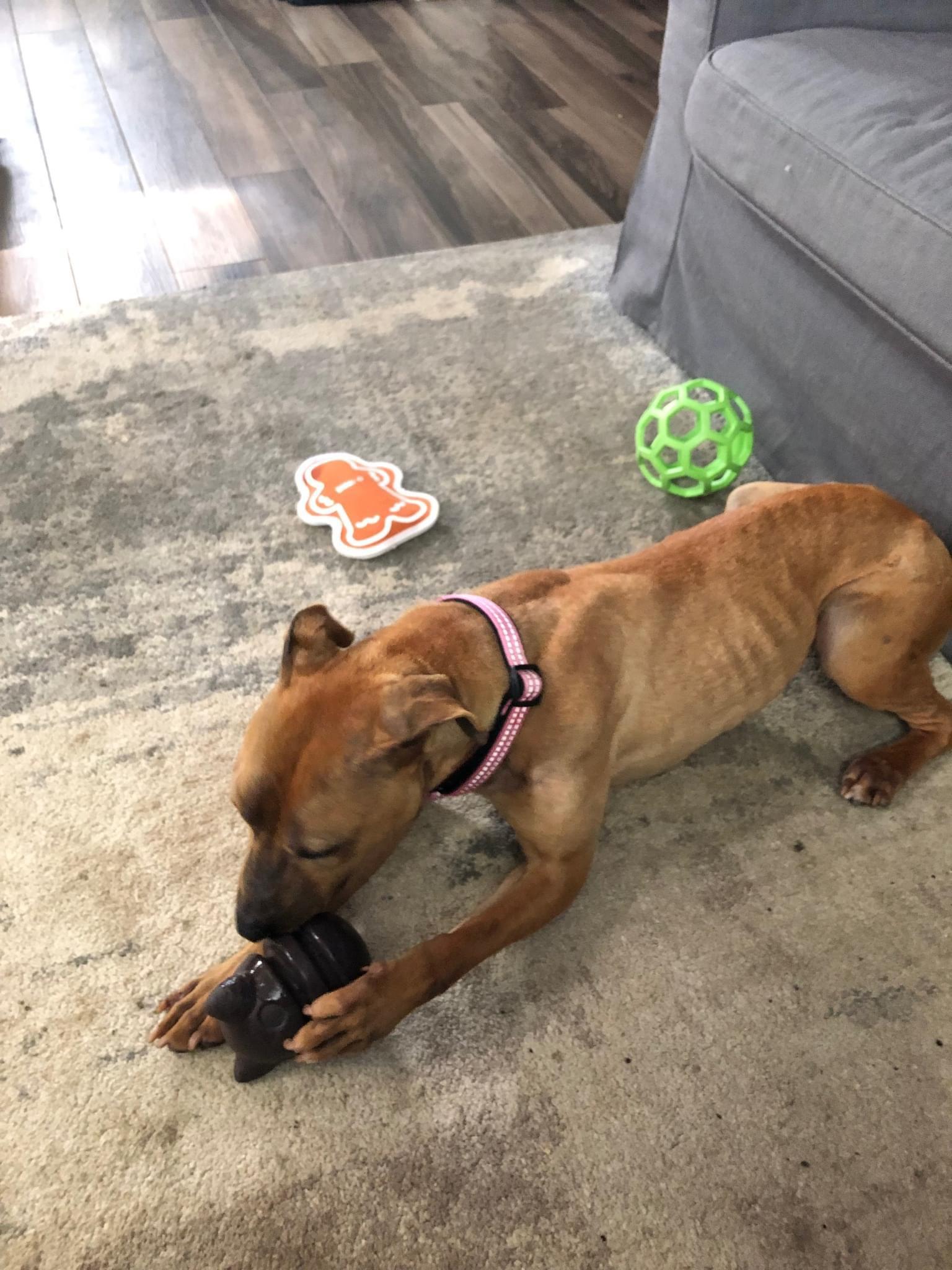 Sunbury   Penelope thumbnail 5