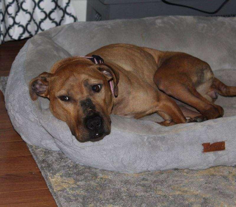 Sunbury   Penelope thumbnail 6