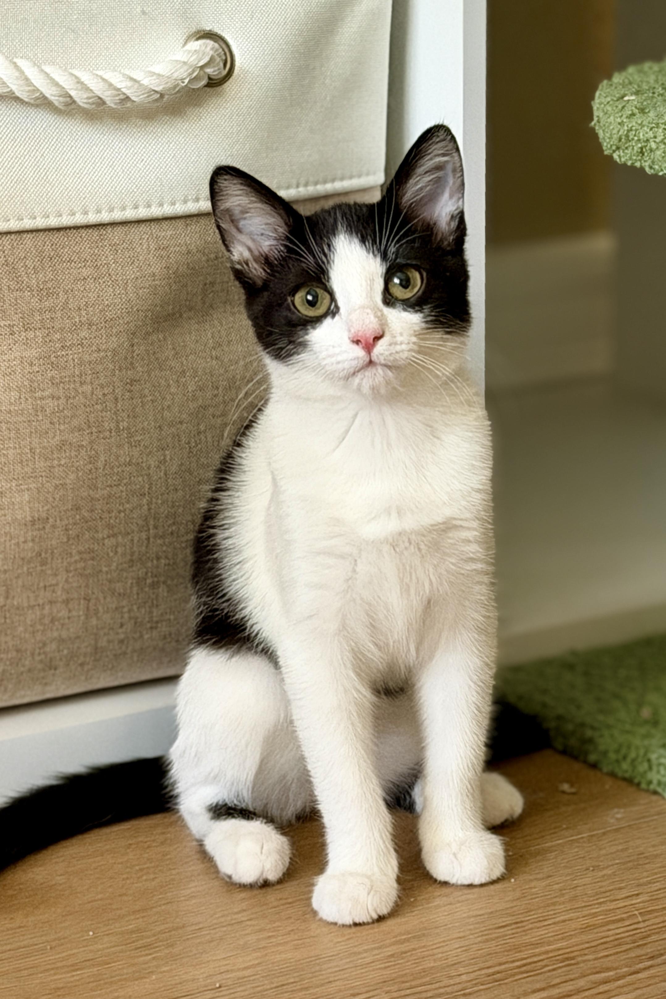 Enlarge Clover, a ADOPTABLE mixed breed in Mission Viejo, CA image 1/1