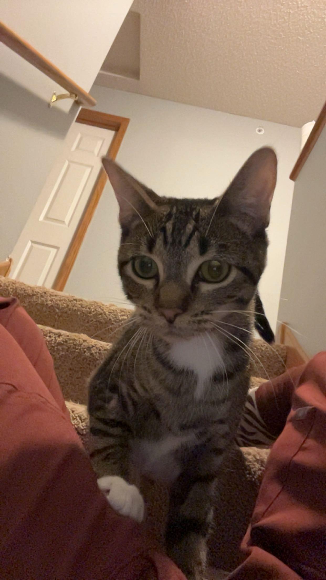 Honey, a Adoptable Domestic Short Hair in River Falls, WI image 2/5