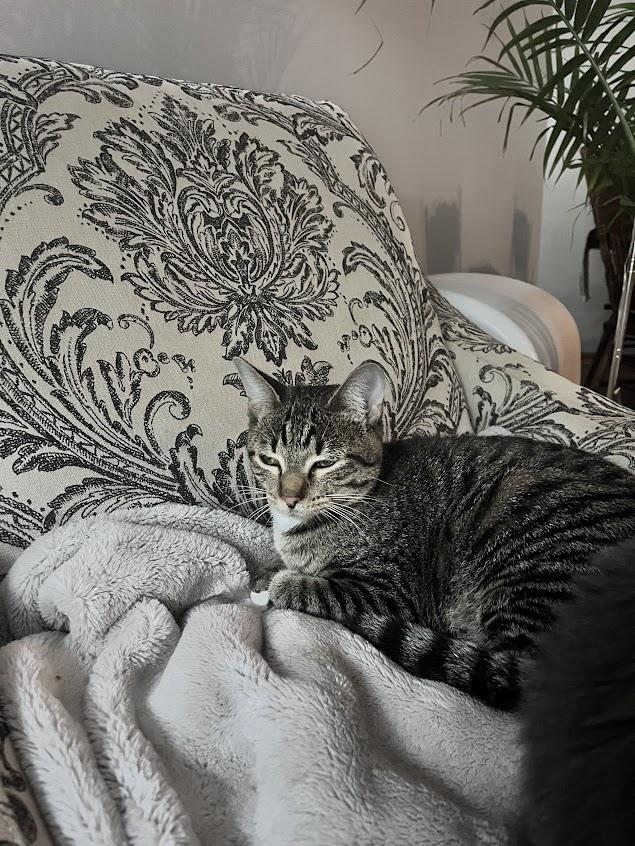 Honey, a Adoptable Domestic Short Hair in River Falls, WI image 4/5