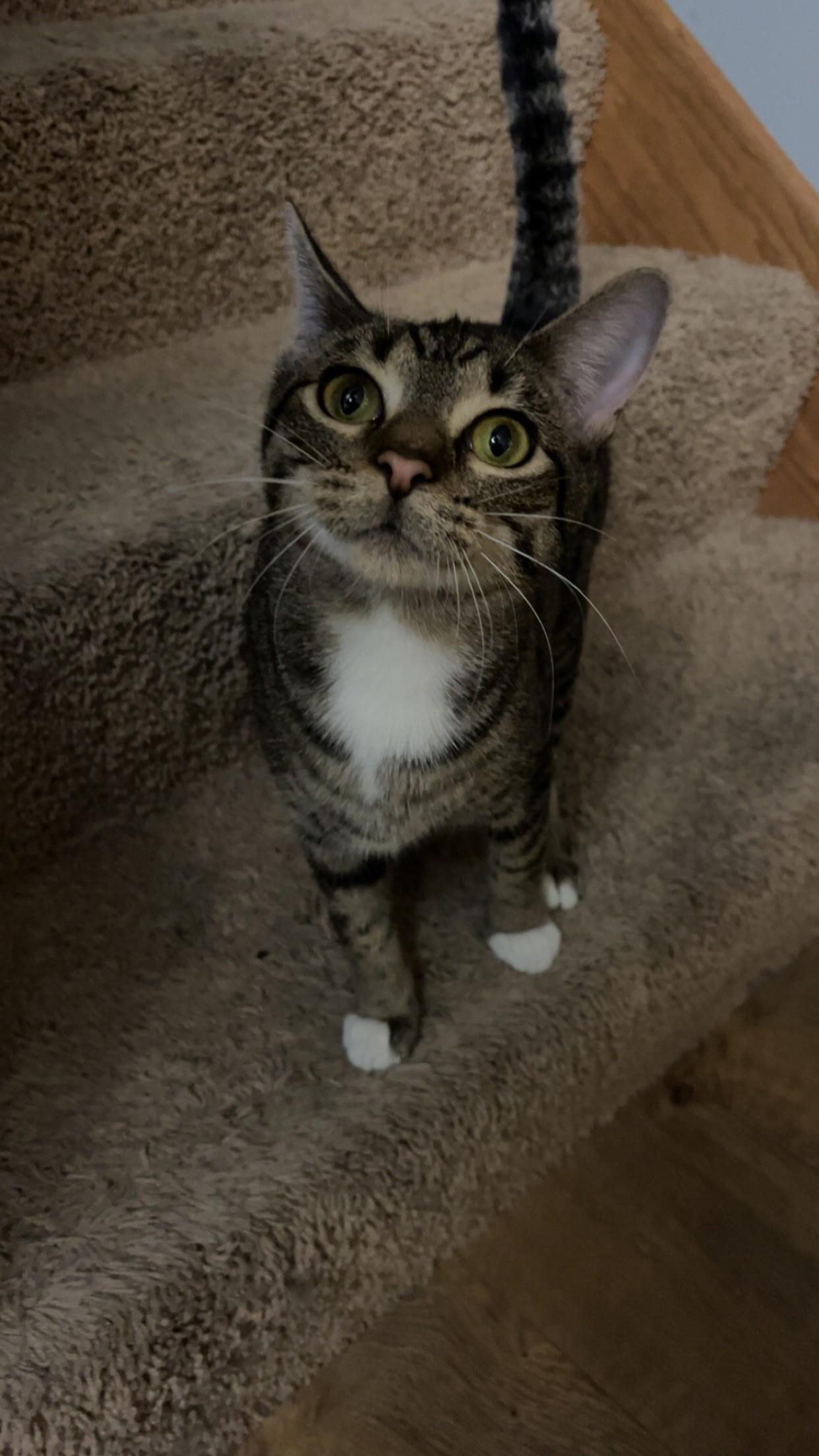 Honey, a Adoptable Domestic Short Hair in River Falls, WI image 3/5