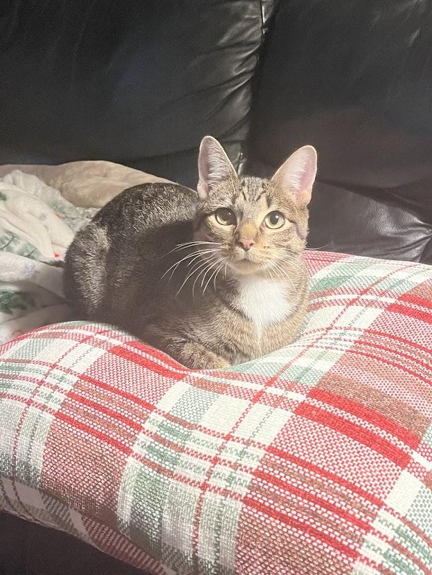 Honey, Adoptable, Young Female Domestic Short Hair.