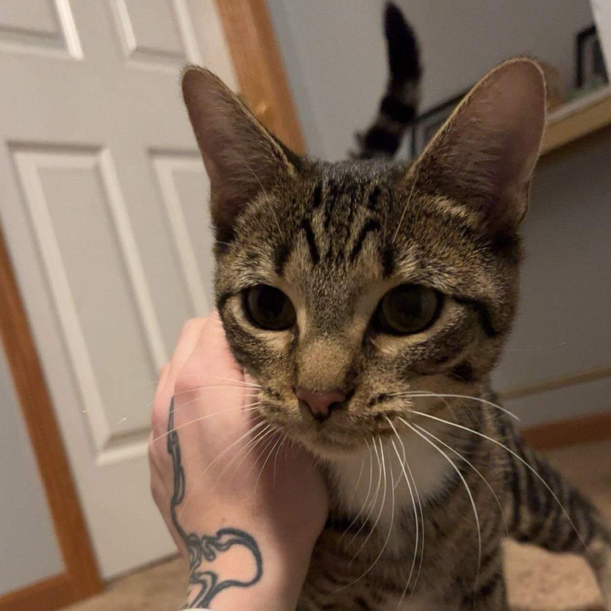 Honey, Adoptable, Young Female Domestic Short Hair.