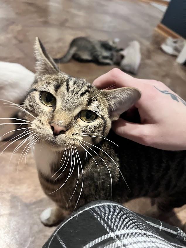 Honey, a Adoptable Domestic Short Hair in River Falls, WI image 5/5