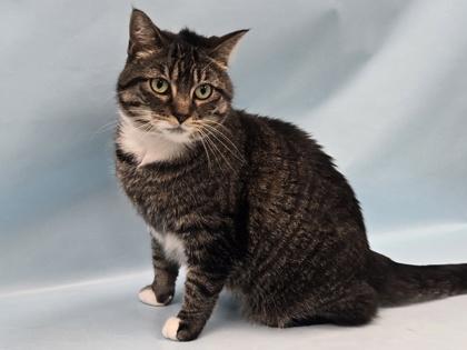 Brekky Sam, Adoptable, Adult Female Domestic Short Hair.
