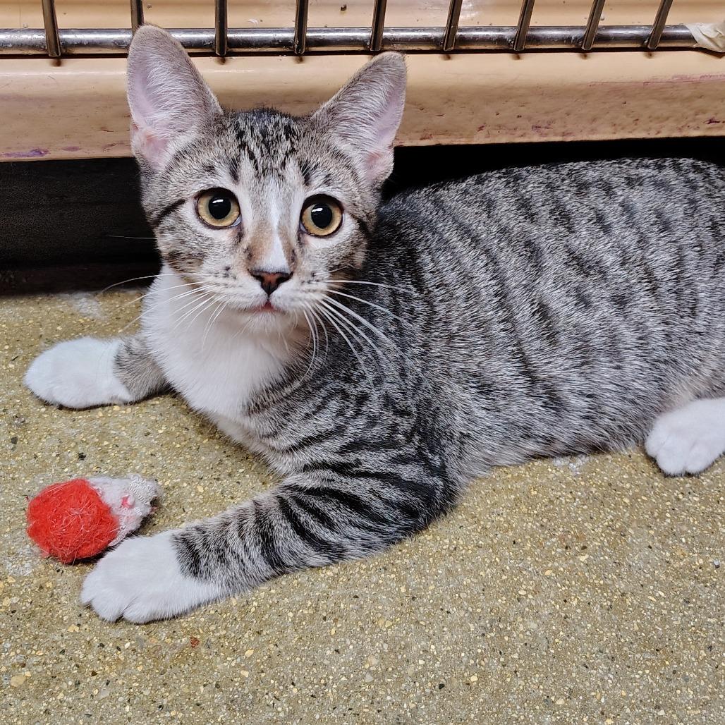 Enlarge Calliope, a Adoptable Domestic Short Hair in Yucaipa, CA image 1/1