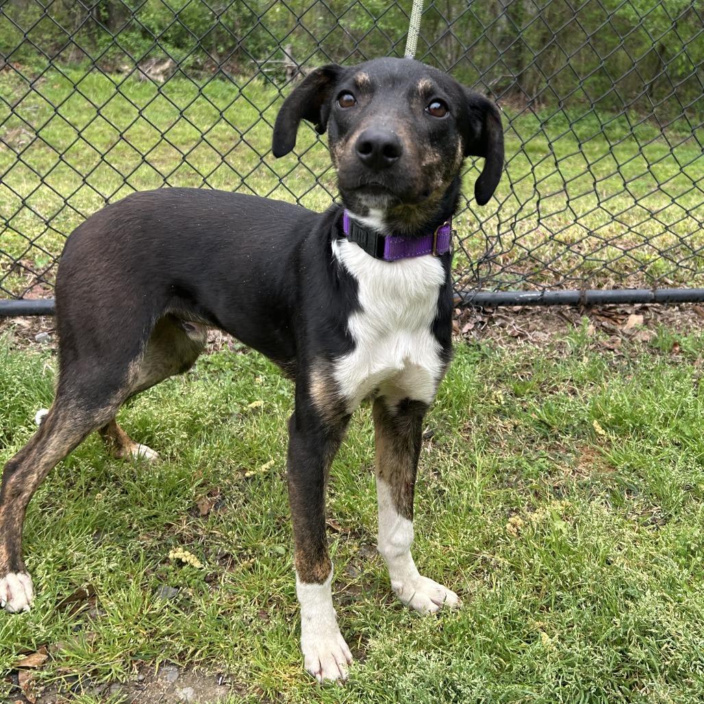 Enlarge (Found) Andrew, a Adoptable mixed breed in Cabot, AR image 1/3