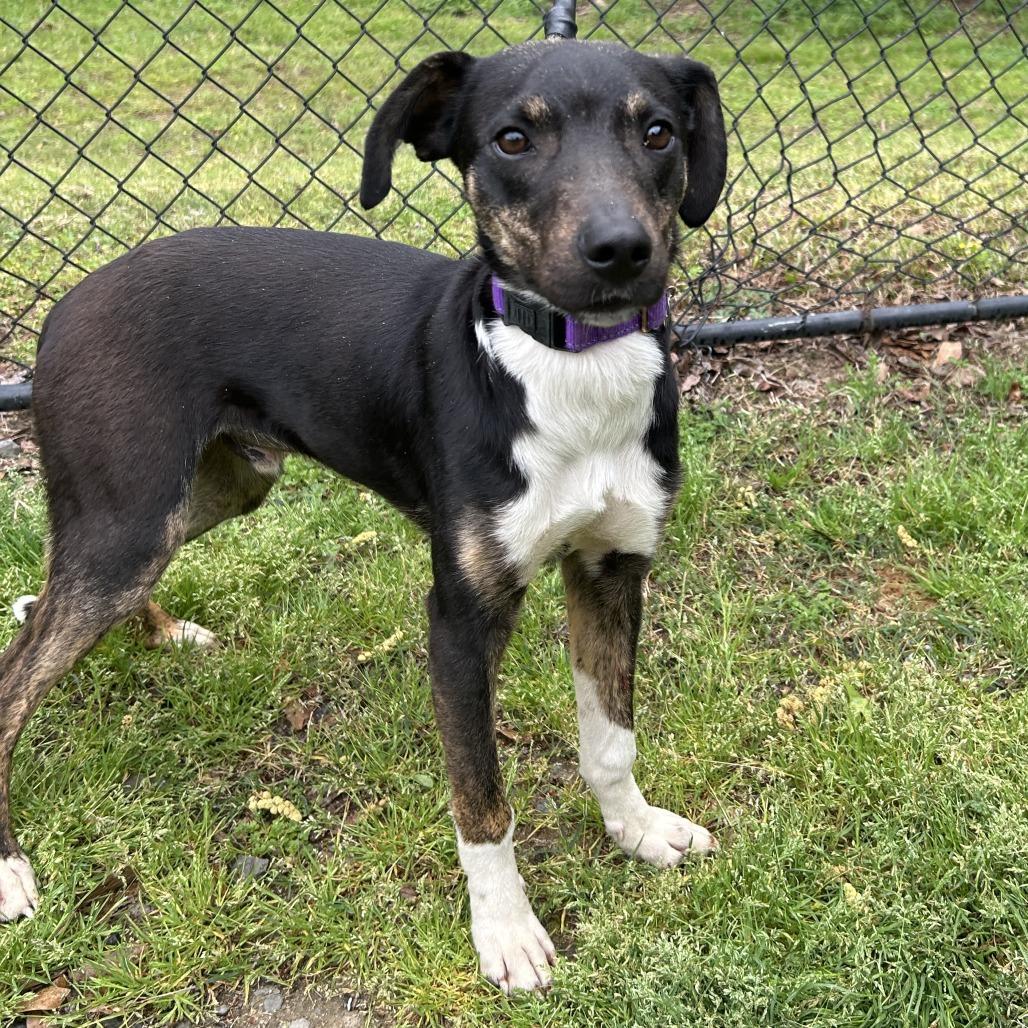 Enlarge (Found) Andrew, a Adoptable mixed breed in Cabot, AR image 2/3