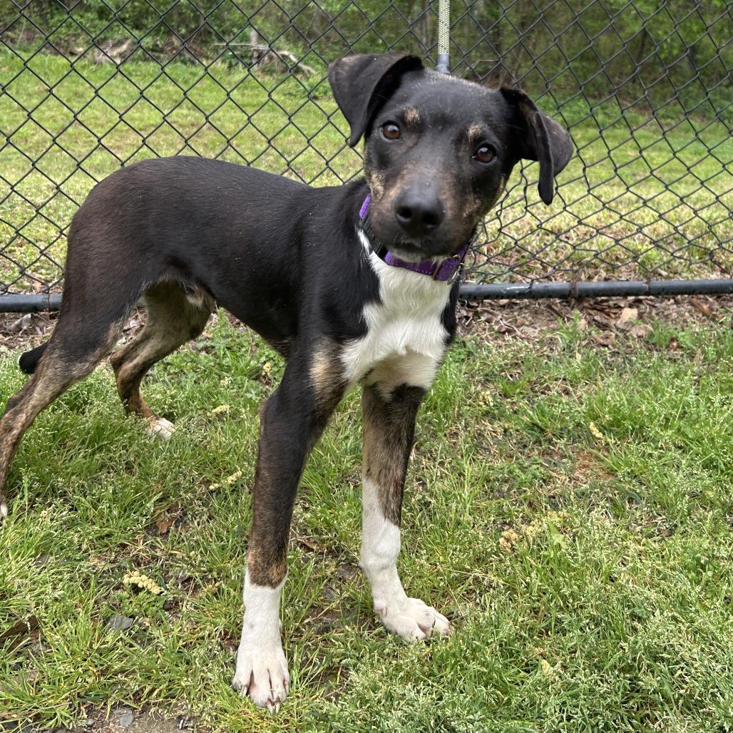 Enlarge (Found) Andrew, a Adoptable mixed breed in Cabot, AR image 3/3