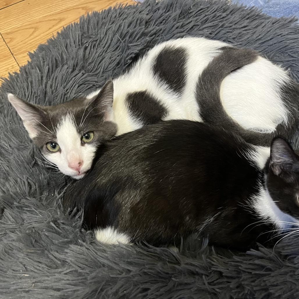 Larry, a Adoptable Domestic Short Hair in Monroe, MI image 1/3