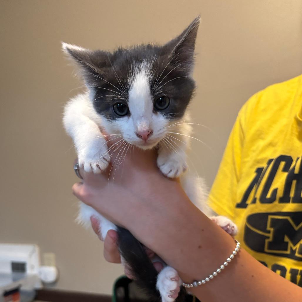 Larry, a Adoptable Domestic Short Hair in Monroe, MI image 2/3