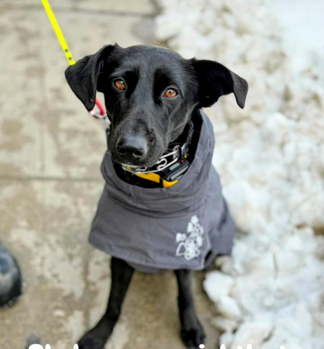 Enlarge Moon, a Adoptable mixed breed in pickering , ON image 2/6