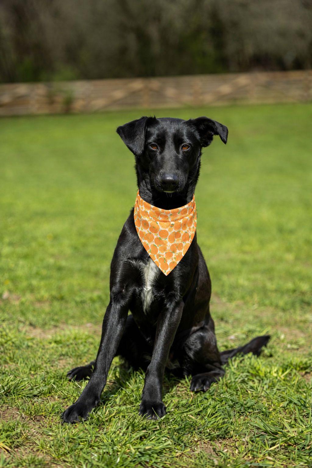 Moon, Adoptable, Young Female Labrador Retriever & Saluki.