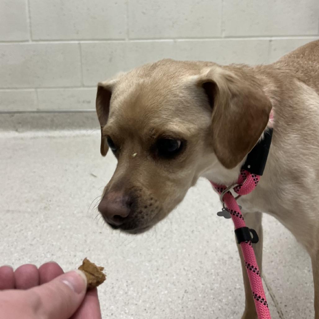 Brock, Adoptable, Adult Male Rat Terrier.