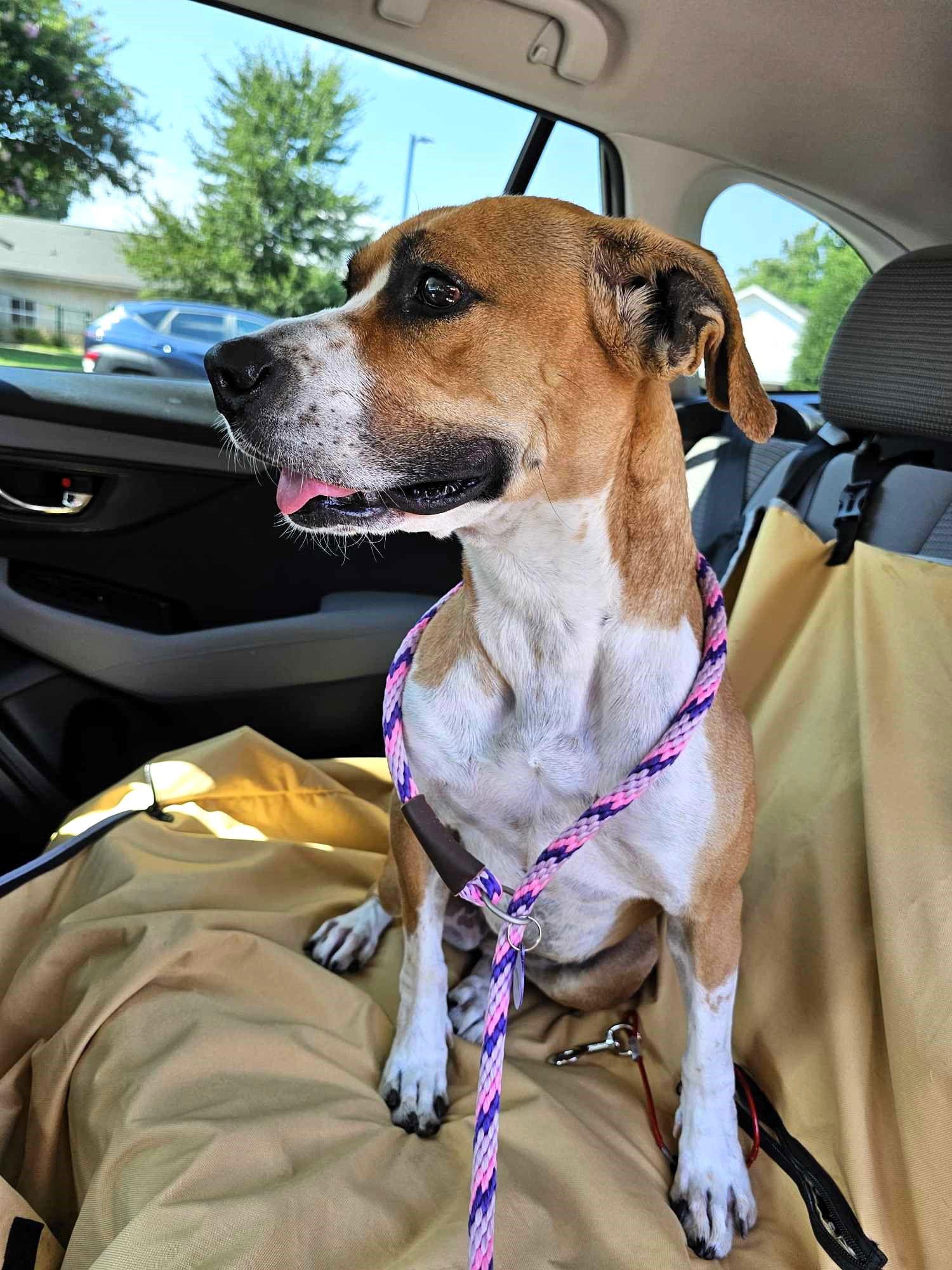 Enlarge Rita, a Adoptable Mixed Breed in Shelburne, VT image 1/3