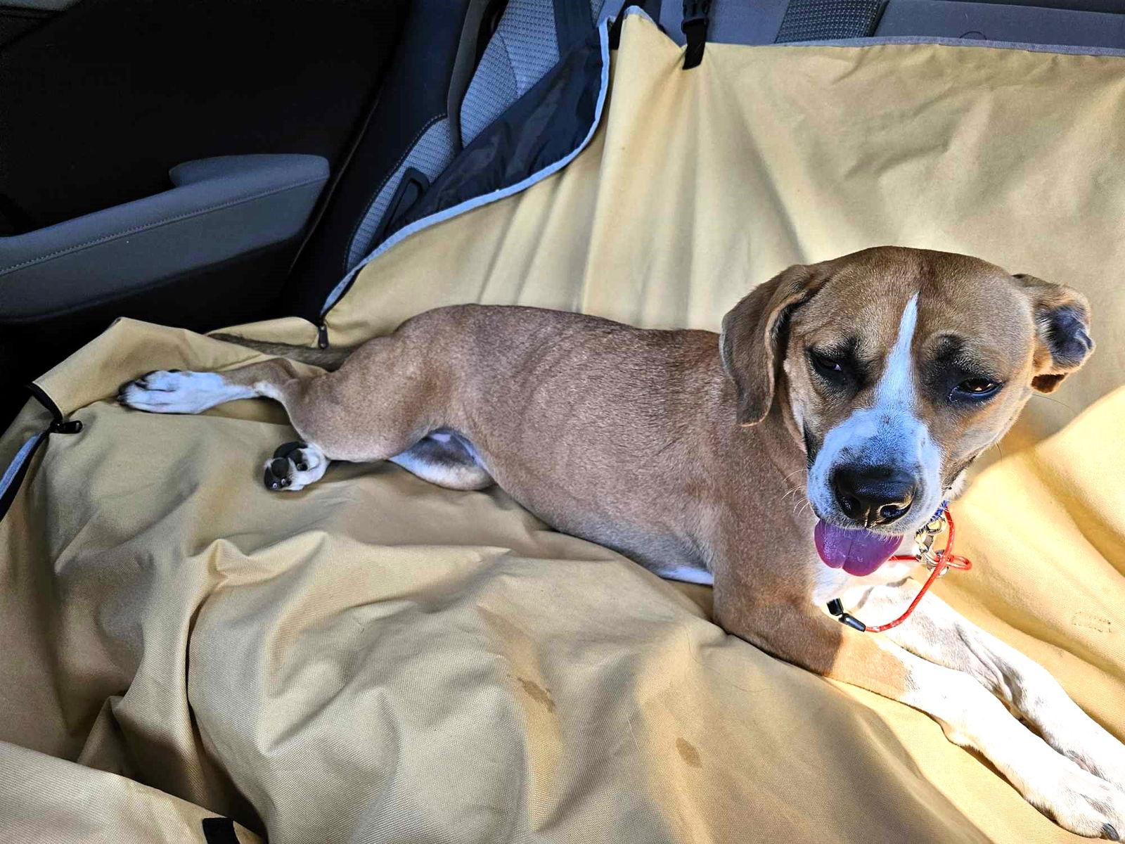 Rita, Adoptable, Young Female Mixed Breed.