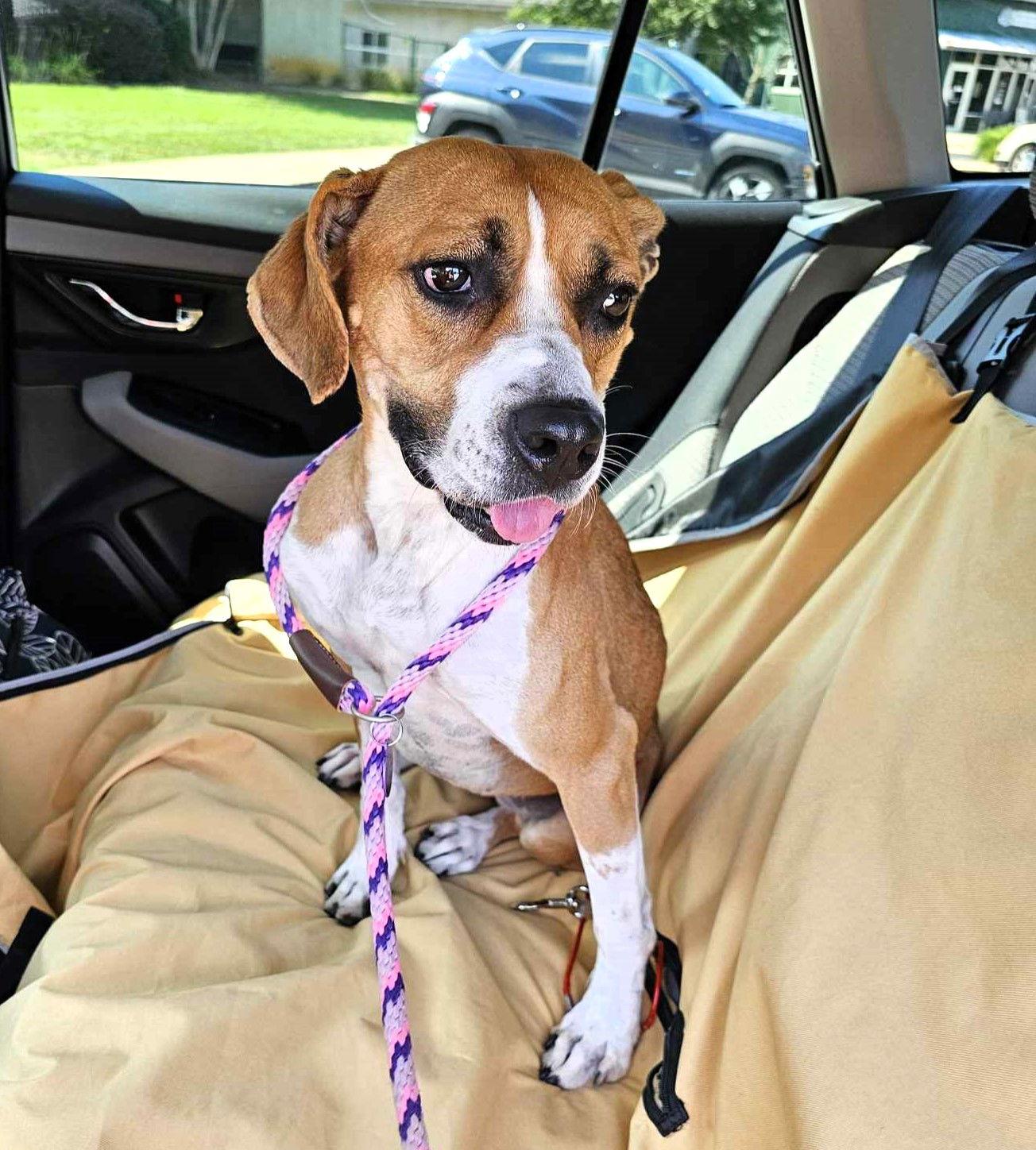 Rita, Adoptable, Young Female Mixed Breed.