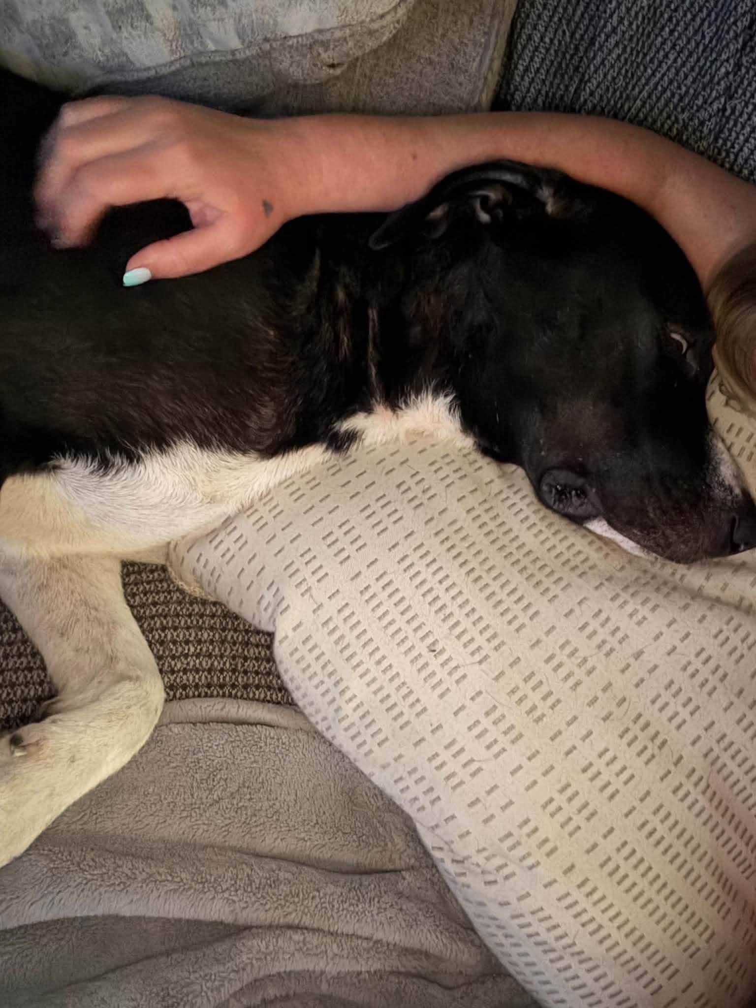 Enlarge Aura, a Adoptable mixed breed in Palm Bay, FL image 4/6