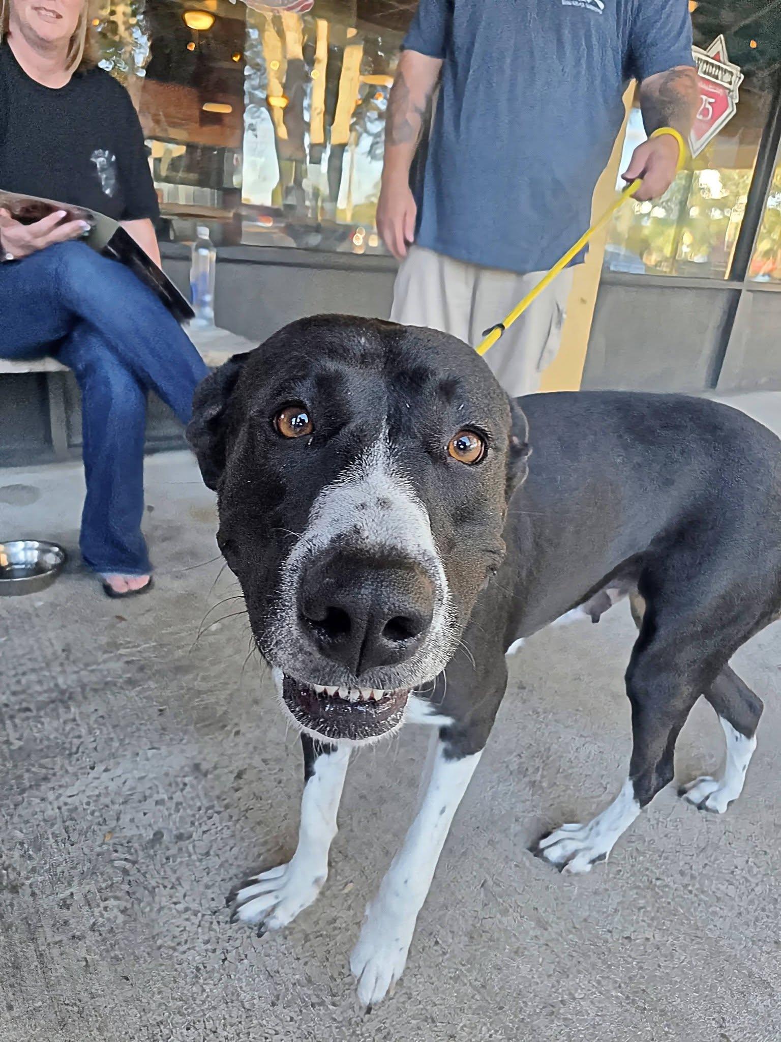 Aura, Adoptable, Young Female Great Pyrenees & Pit Bull Terrier.