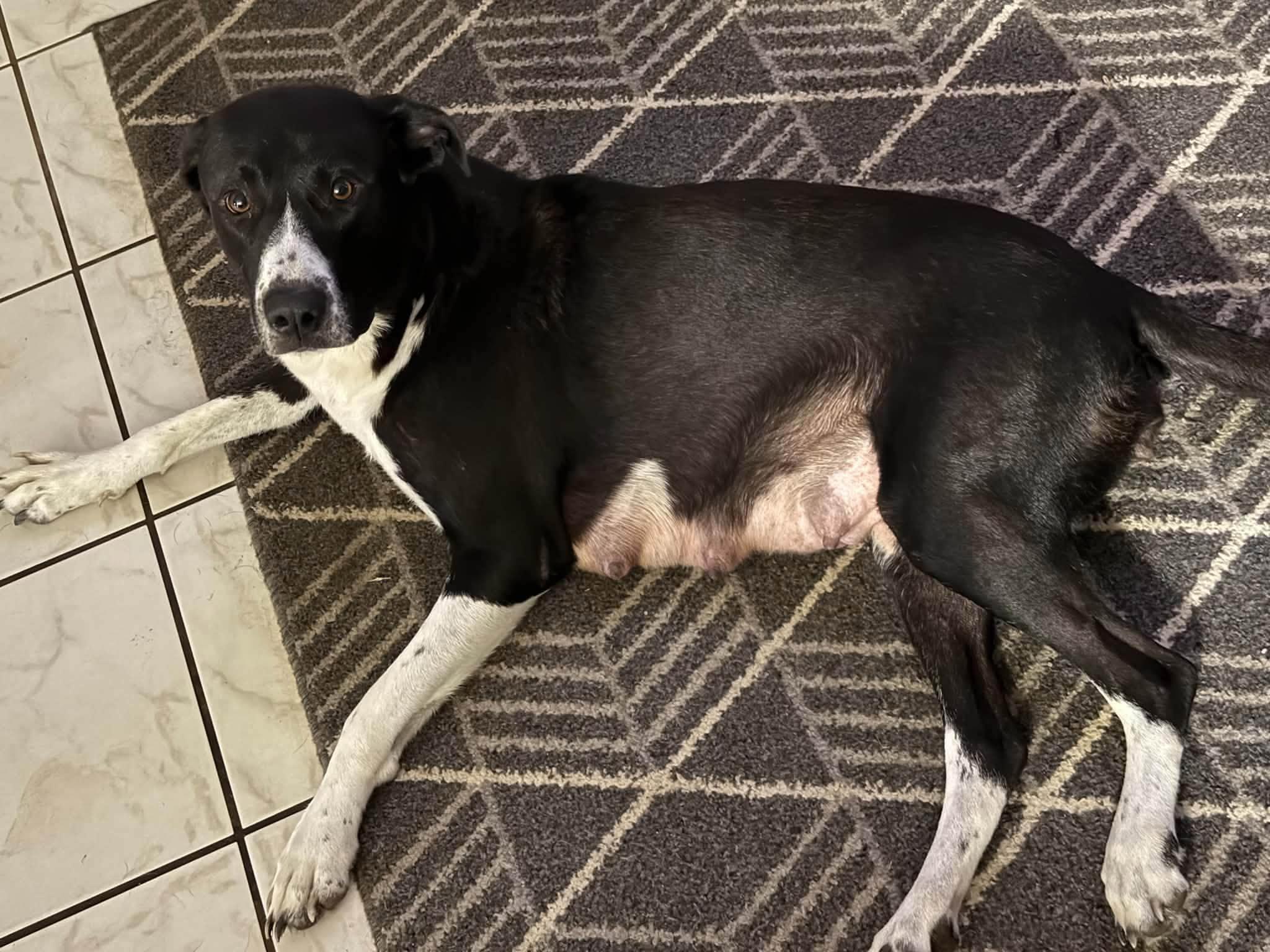 Enlarge Aura, a Adoptable mixed breed in Palm Bay, FL image 2/6