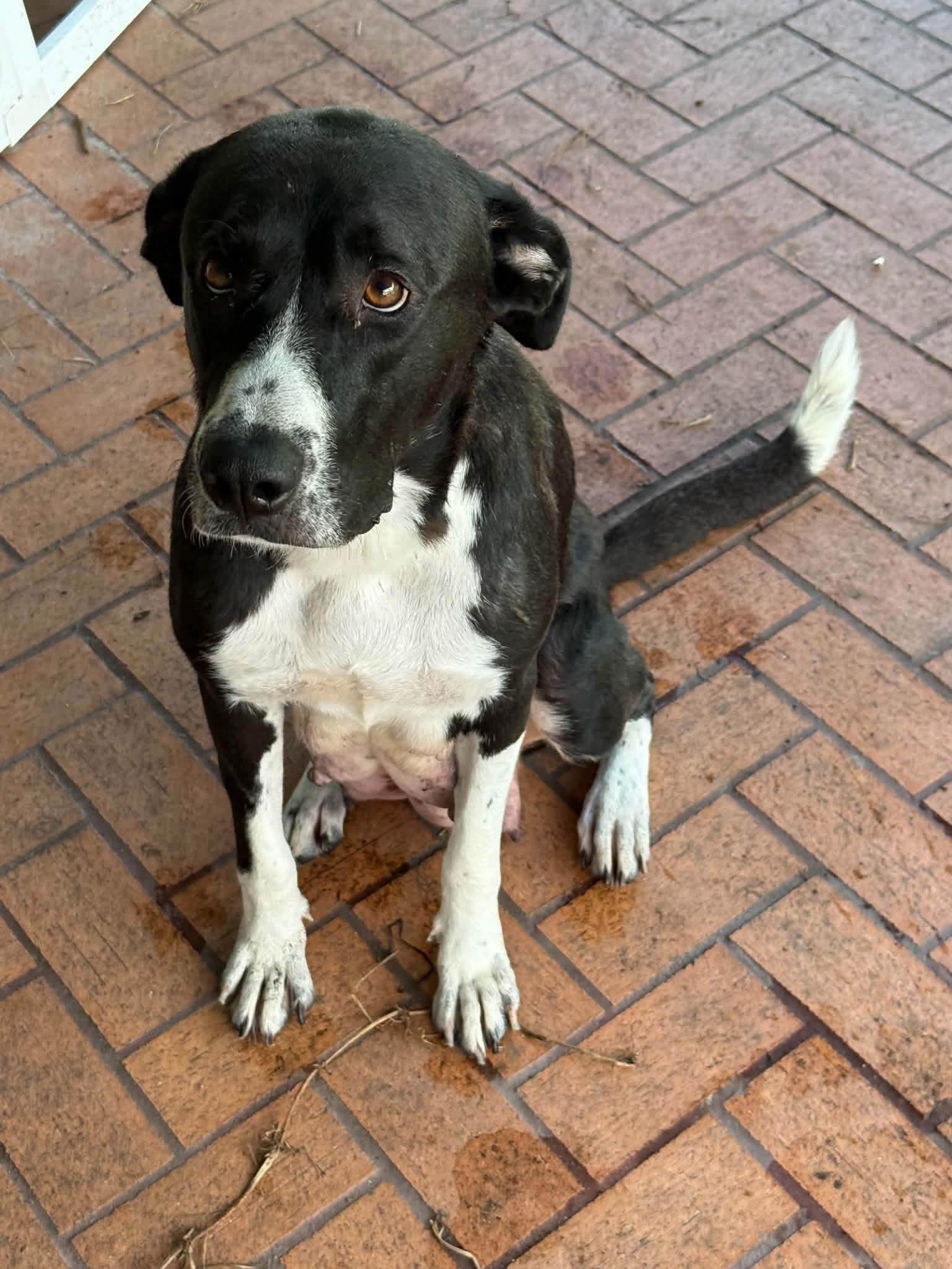 Enlarge Aura, a Adoptable mixed breed in Palm Bay, FL image 3/6