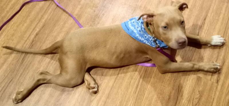 A-Piper — thumbnail 2