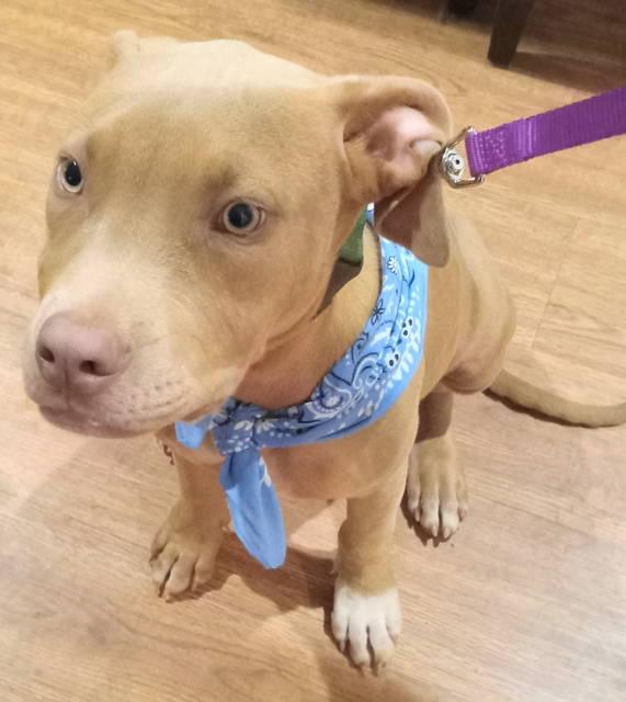 A-Piper — thumbnail 3