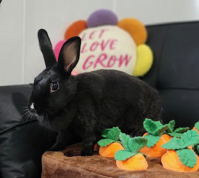 Luna, Adoptable, Adult Female Rex.